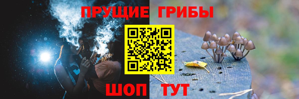 Псилоцибиновые грибы Psilocybe Славгород